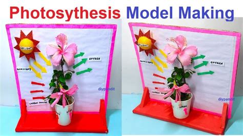 how to make photosynthesis model using real plant and cardboard - Science Projects | Maths TLM ...