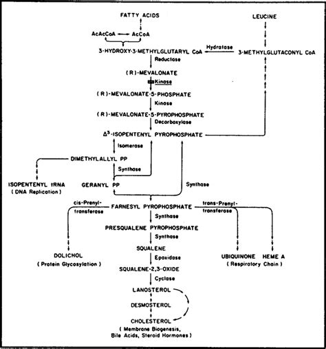 Mevalonic Aciduria — An Inborn Error of Cholesterol and Nonsterol ...