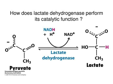 PPT - Lactate dehydrogenase PowerPoint Presentation, free download - ID:4397274