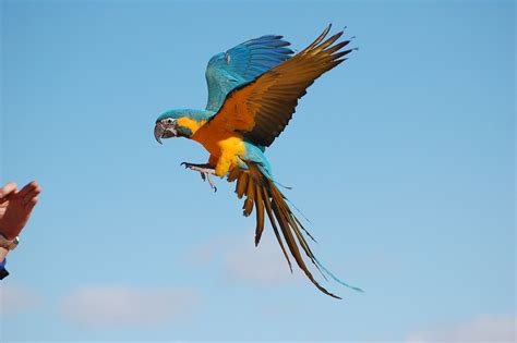 Landing Macaw | To see our birds flying outside visit us on … | Flickr