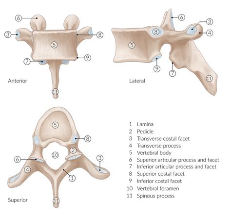 Inferior Articular Process