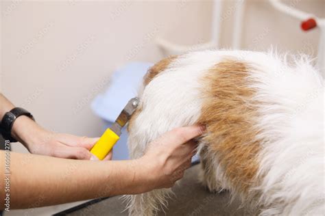 Jack Russell Terrier getting his hair cut Stock Photo | Adobe Stock