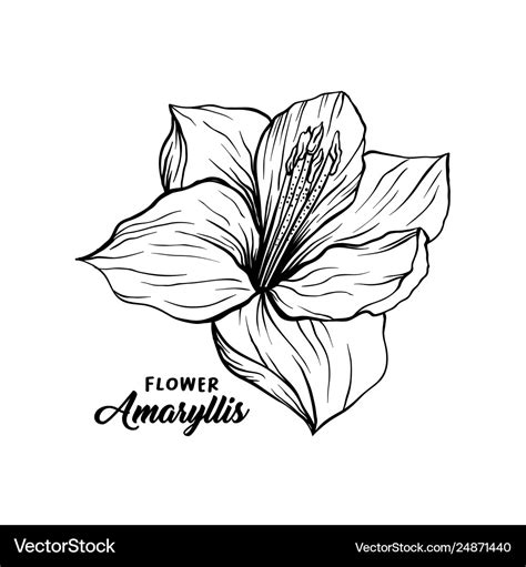 Amaryllis Flower Drawing | Best Flower Site