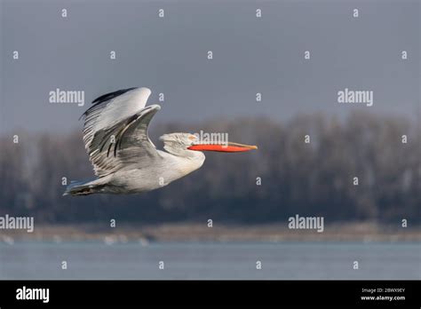 Dalmatian pelican flying profile in Kerkini lake national park Stock Photo - Alamy