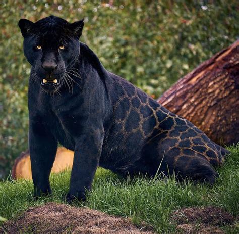 Beautiful Black Jaguar Panther : r/hardcoreaww