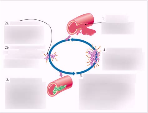 Positive Feedback in blood clotting Diagram | Quizlet