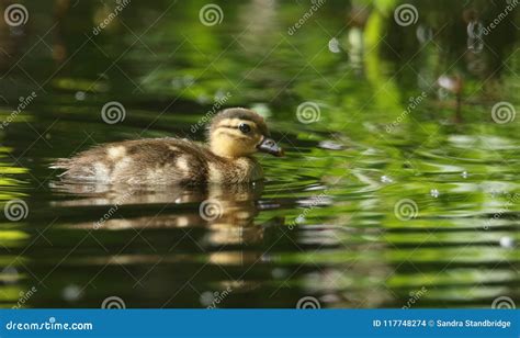 A Cute Baby Mandarin Duckling Aix Galericulata Swimming in a Lake Searching for Food. Stock ...