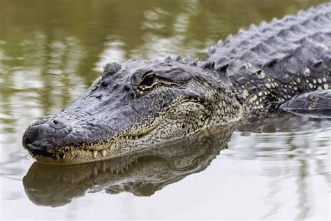 How Many Alligators Live in Florida's Lake Istokpoga? - A-Z Animals