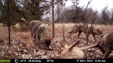 Photos Show Wildlife Thrives Near Chernobyl Nuclear Disaster Site ...