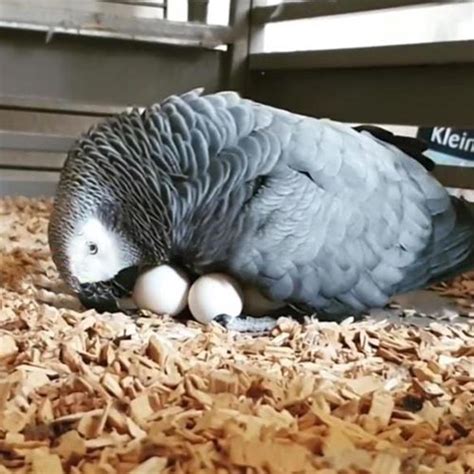 African Grey Parrot Eggs - Affable Birds And Fertile Eggs