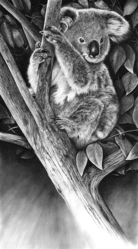 Artodyssey: Peter Williams | Pencil drawings of animals, Koala drawing ...