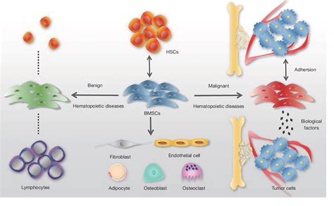 Figure 1 from The role of bone marrow stromal cells in blood diseases ...