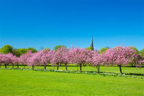 Spring In A Park Free Stock Photo - Public Domain Pictures