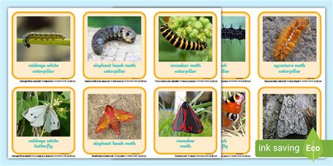 Caterpillar and Butterfly Photo Matching Activity Matching Cards