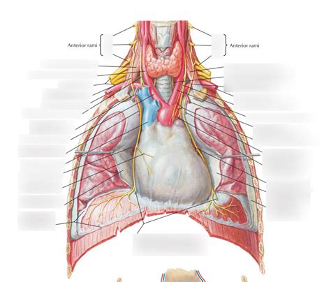 Phrenic nerve Diagram | Quizlet