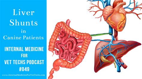 049 Liver Shunts in Canine Patients - INTERNAL MEDICINE FOR VET TECHS