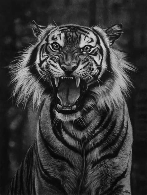 Tiger Roaring Sketch at PaintingValley.com | Explore collection of ...