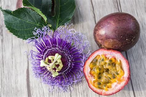 Purple Passion Fruit Seeds Passiflora Edulis - Etsy Australia