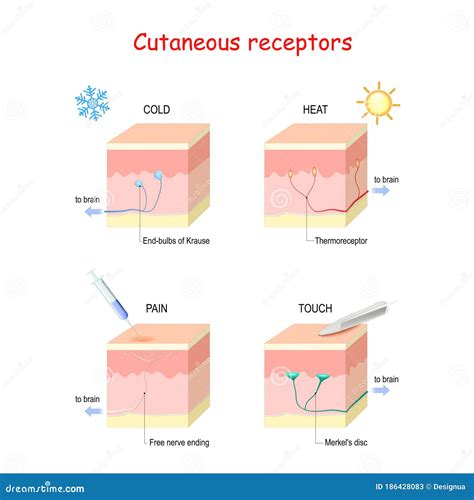 Cutaneous Receptors. Layers of the Human Skin with Sensory Receptors Stock Vector - Illustration ...