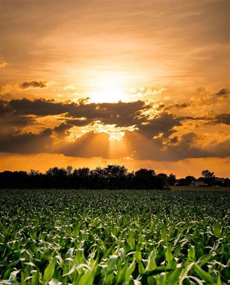 Only in Indiana on Instagram: “Sunset over a corn field near ...