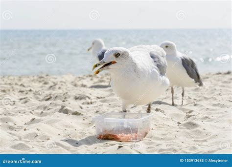 A Seagull Stealing Food On The Sea Beach Royalty-Free Stock Photo ...