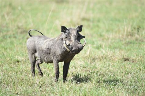 Zimbabwe Wildlife – Ramdas Iyer Photography