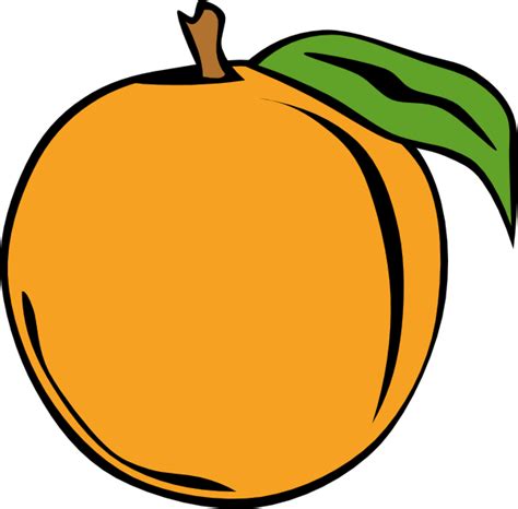 Free Apricot Cliparts, Download Free Apricot Cliparts png images, Free ...