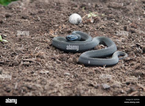 Egg eater snake on earthy ground poised ready to strike Stock Photo - Alamy