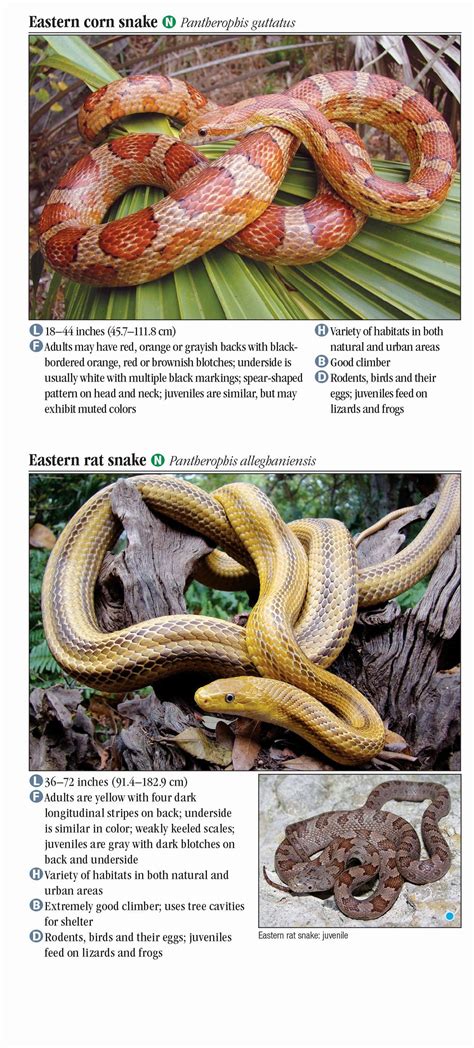 Common Florida Snakes Identification Chart