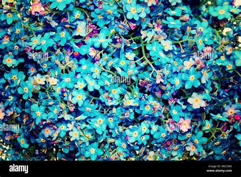 Blue Flowers Background. Forget-me-not Flowers Stock Photo - Alamy