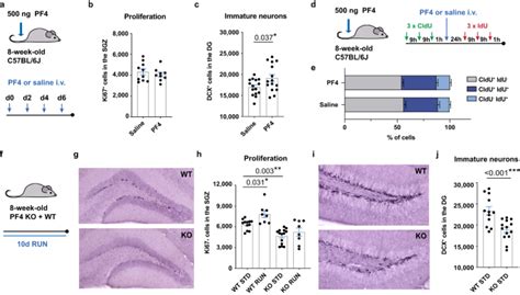 Platelet-derived exerkine CXCL4/platelet factor 4 rejuvenates ...