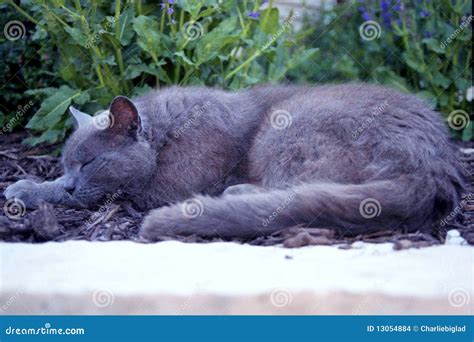 Sleeping gray cat stock photo. Image of feline, house - 13054884