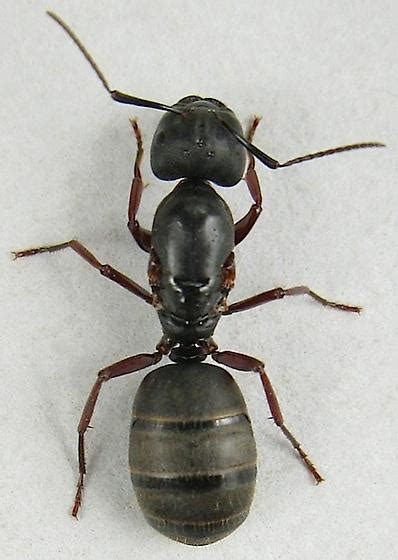 Carpenter Ant Queen - Camponotus modoc - BugGuide.Net