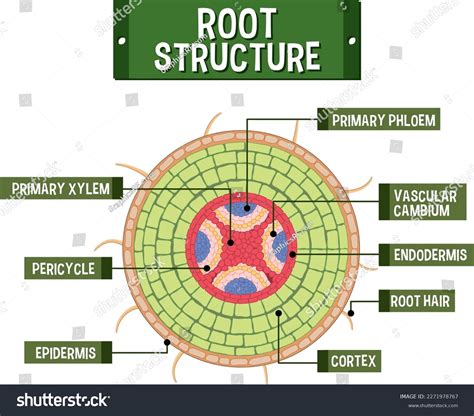 Internal Structure Root Diagram Illustration Stock Vector (Royalty Free ...