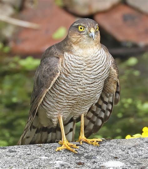 Eurasian Sparrowhawk | BirdForum