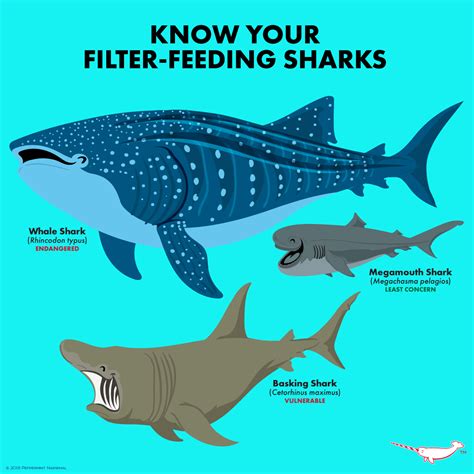 Know Your Filter-Feeding... - Peppermint Narwhal Creative