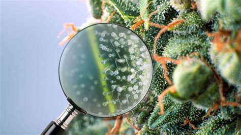 Exploring Trichomes, the Key to the Power of Cannabis