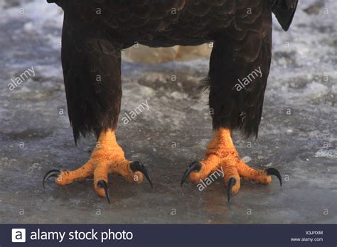 American Bald Eagle Feet Stock Photos & American Bald Eagle Feet Stock ...