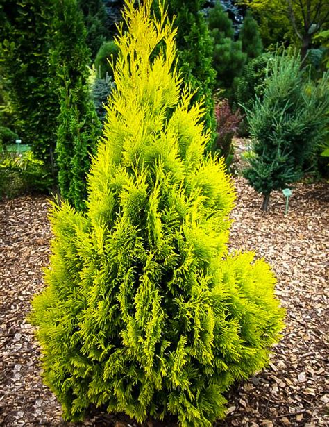 Forever Goldy Arborvitae Trees For Sale | The Tree Center