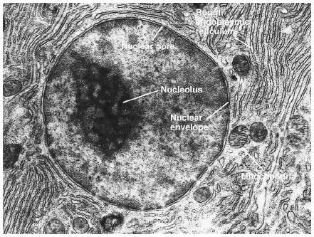 gudu ngiseng blog: animal cell light microscope