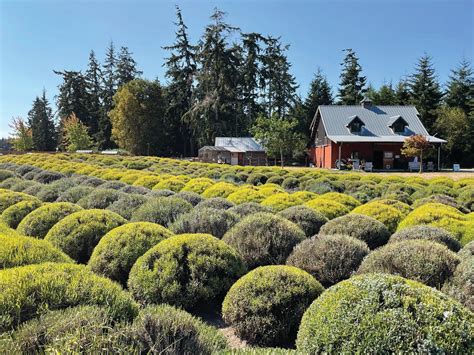 Growing lavender: A year-round guide | Garden Notes | Port Townsend Leader