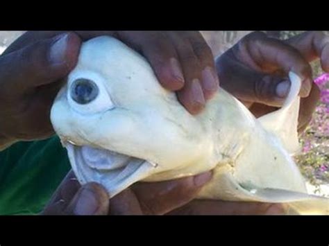 Googly-eyed Stubby Squid | Nautilus Live | Doovi