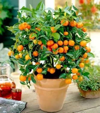 Dwarf Citrus Trees - Plant Instructions