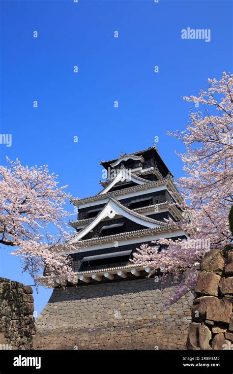 Kumamoto Castle and cherry blossoms Stock Photo - Alamy