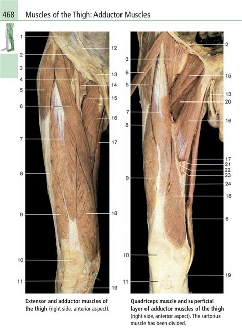 Adductor Muscles Quiz (Superficial) Diagram | Quizlet