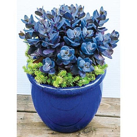 Sedum Blue Pearl | K. van Bourgondien | Plant decor indoor, Plants, House plants indoor