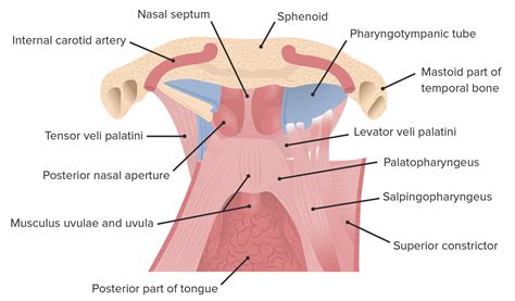 Tensor Veli Palatini Origin And Insertion