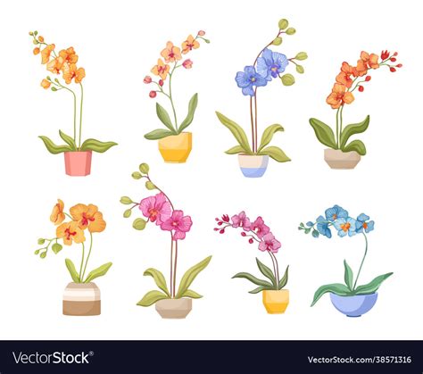 Set cartoon orchids in flowerpots isolated Vector Image