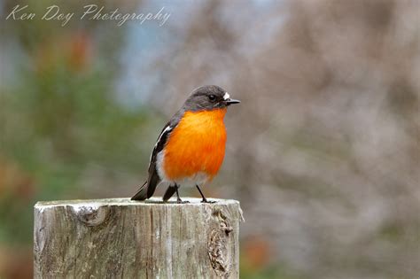 Flame Robin. | BirdForum