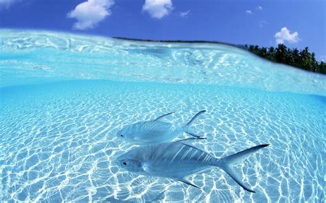 Clear Sea Water, Two Fishes in Light Blue Swimming, What a Clear and Wonderful World! – HD Beach ...